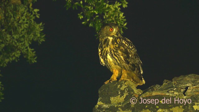 Eurasian Eagle-Owl - ML630482111