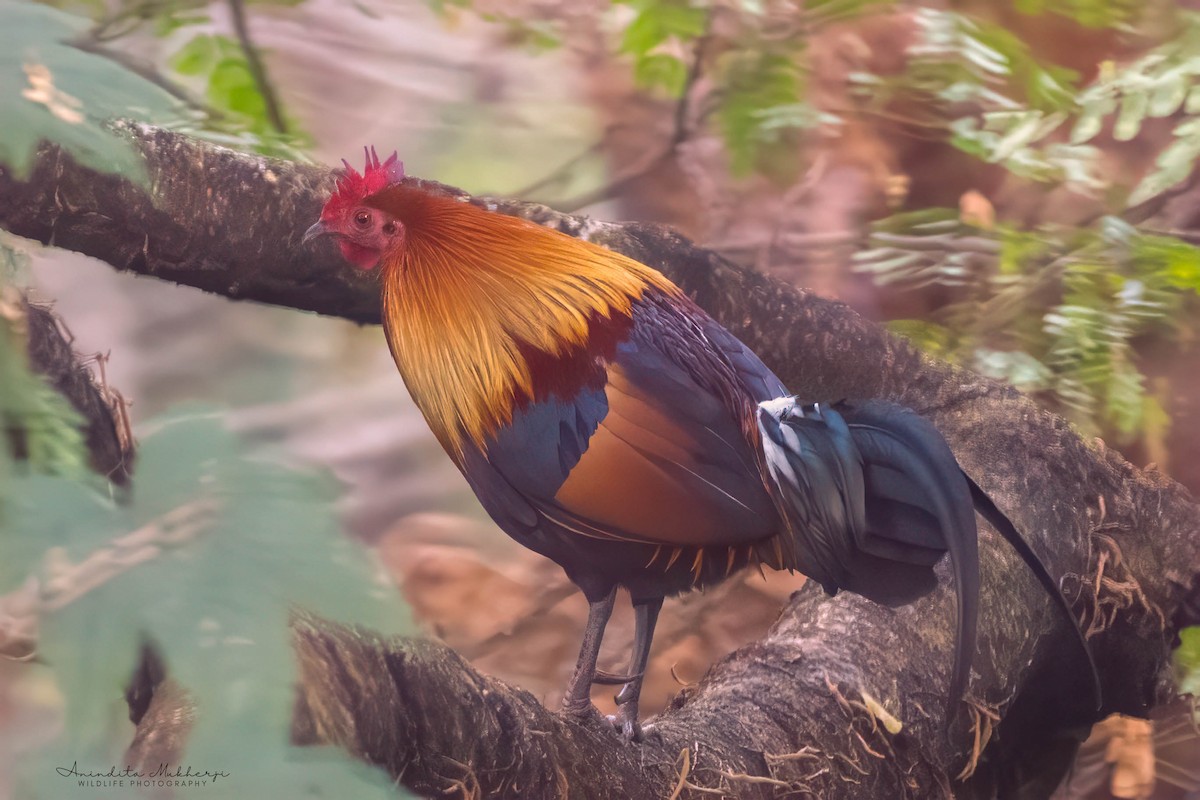 Red Junglefowl - ML630482156