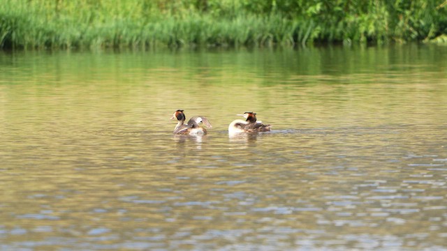 Great Crested Grebe - ML630482169