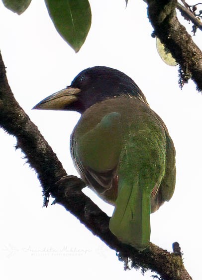 Great Barbet - ML630482174