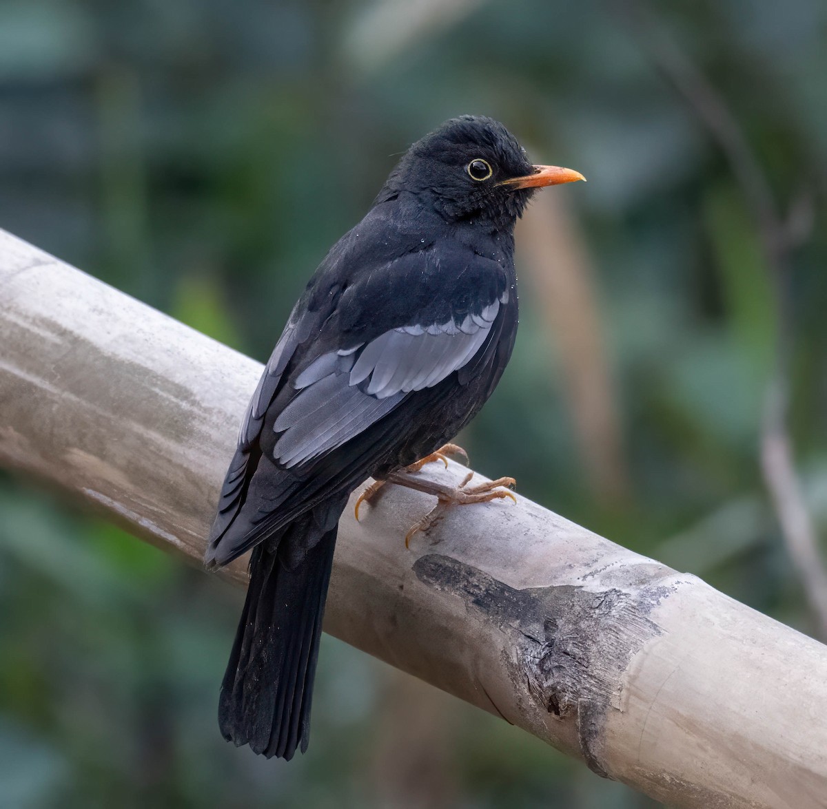 Gray-winged Blackbird - ML630482192