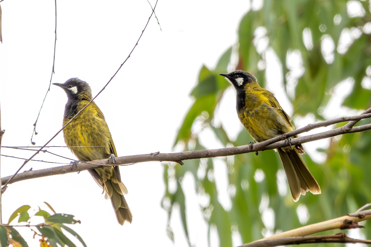 White-eared Honeyeater - ML630482208