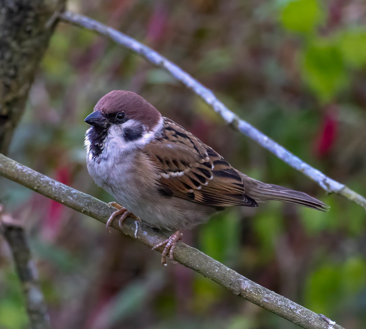 Eurasian Tree Sparrow - ML630482220