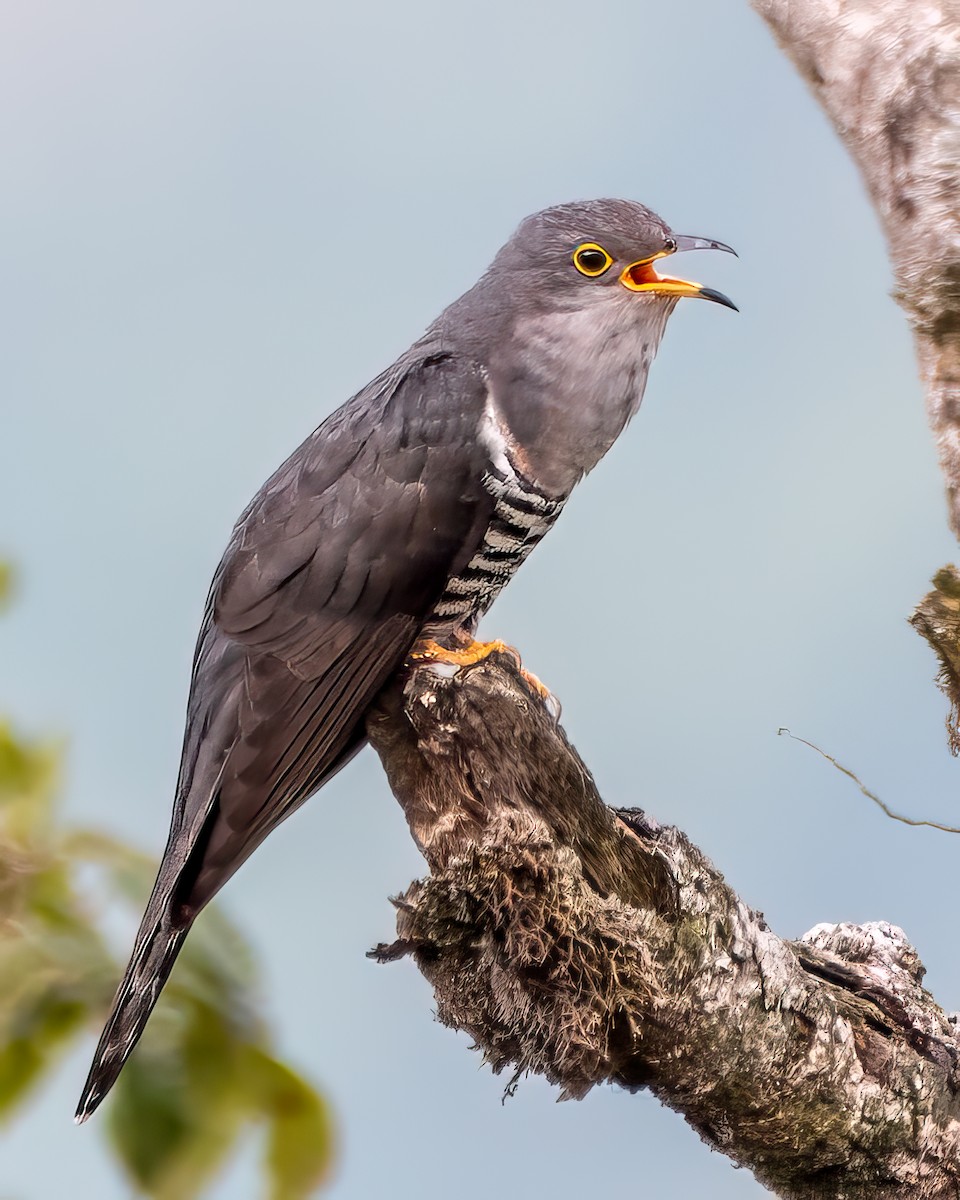Lesser Cuckoo - ML630482249