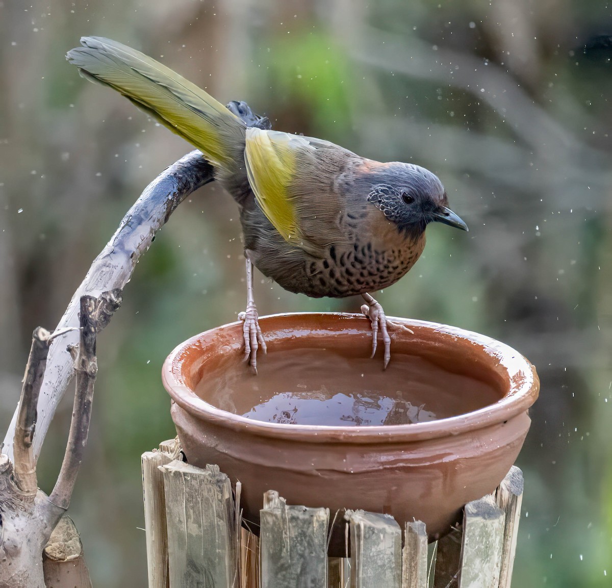 Chestnut-crowned Laughingthrush - ML630482265
