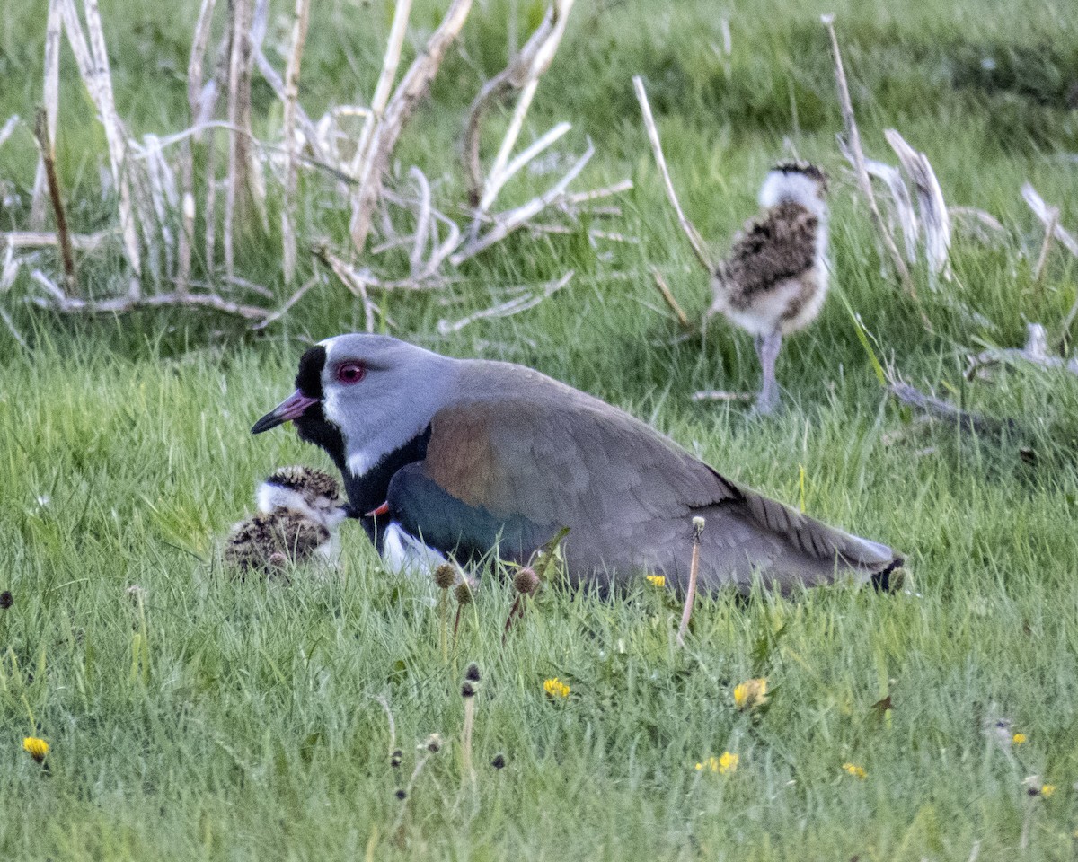 Southern Lapwing - ML630482329