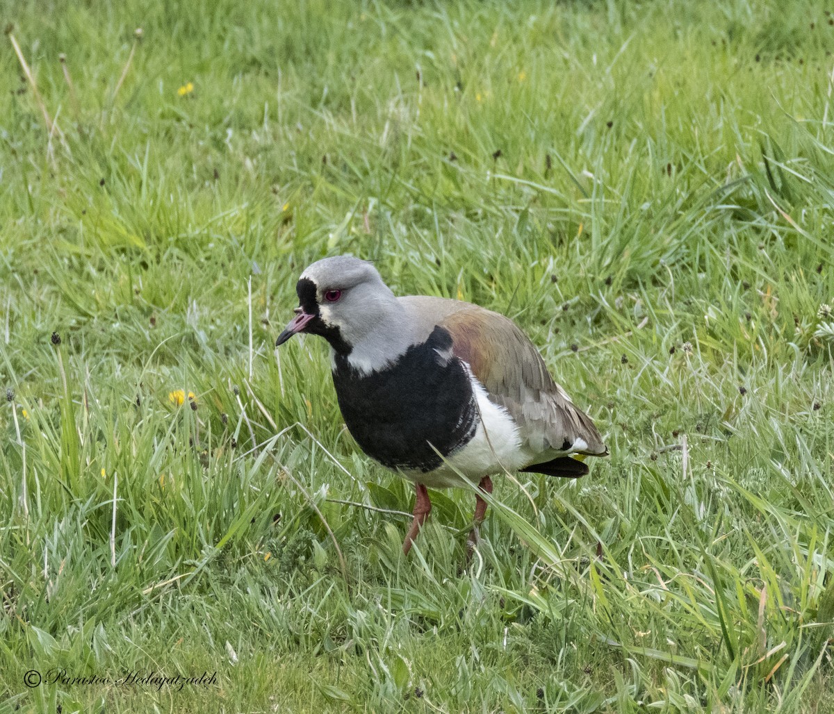 Southern Lapwing - ML630482332