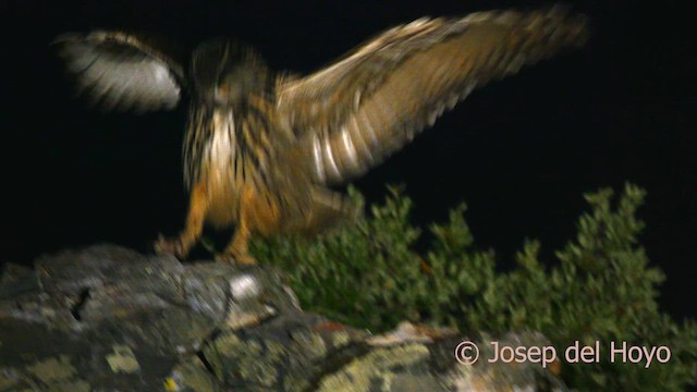 Eurasian Eagle-Owl - ML630482373