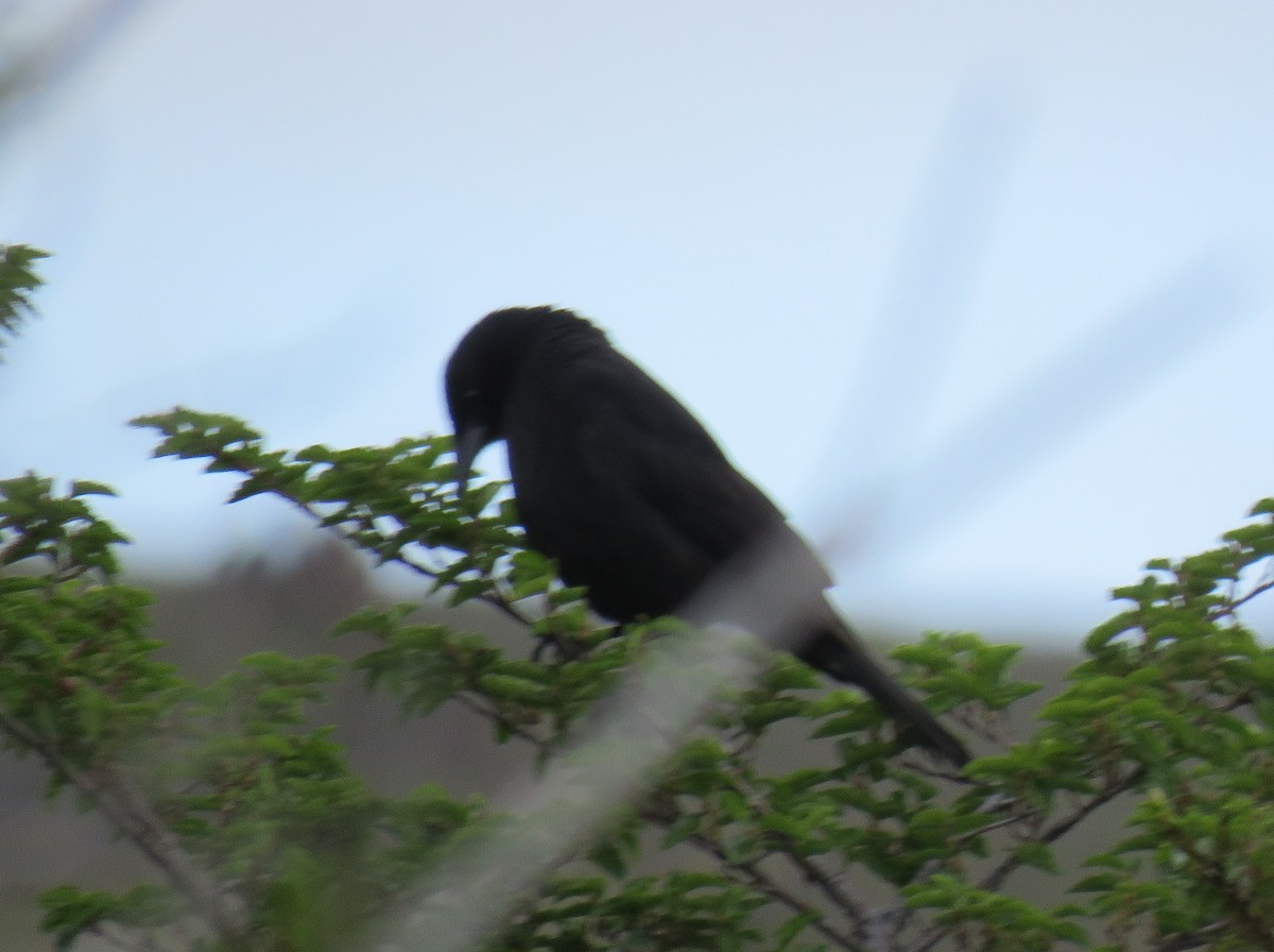 Austral Blackbird - ML630482375