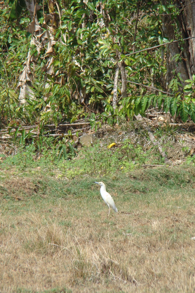 Malagasy Pond-Heron - ML630482398