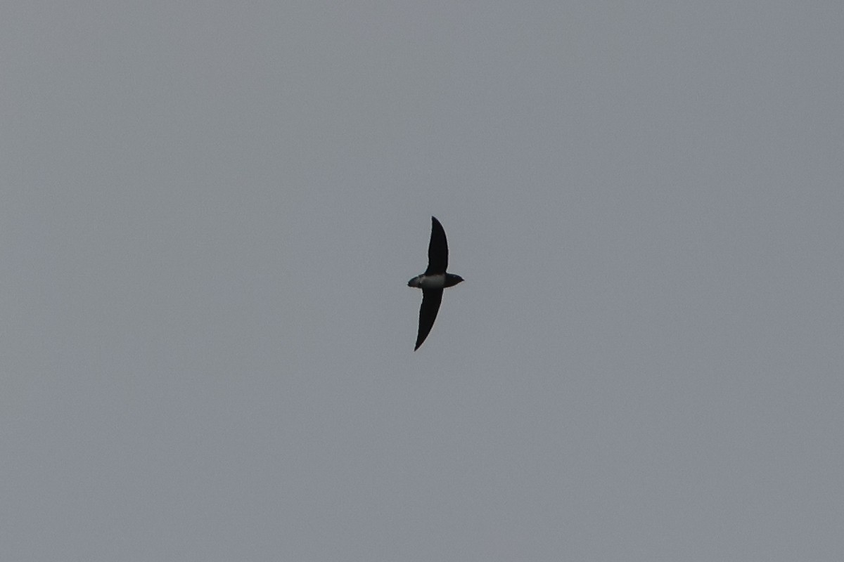 Cassin's Spinetail - ML630482486