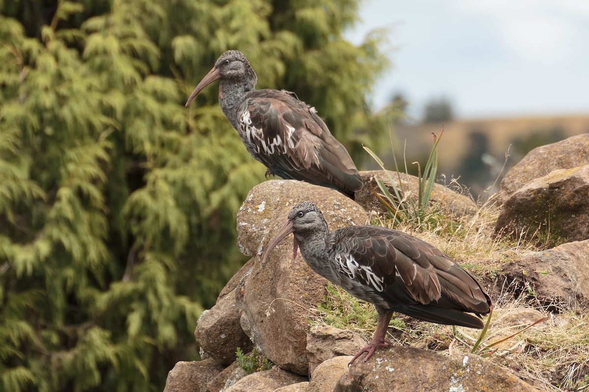 Ibis caronculé - ML630482488