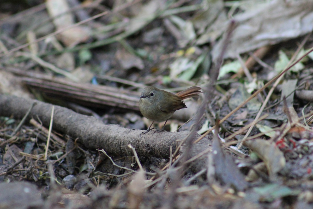 Slaty-blue Flycatcher - ML630482603