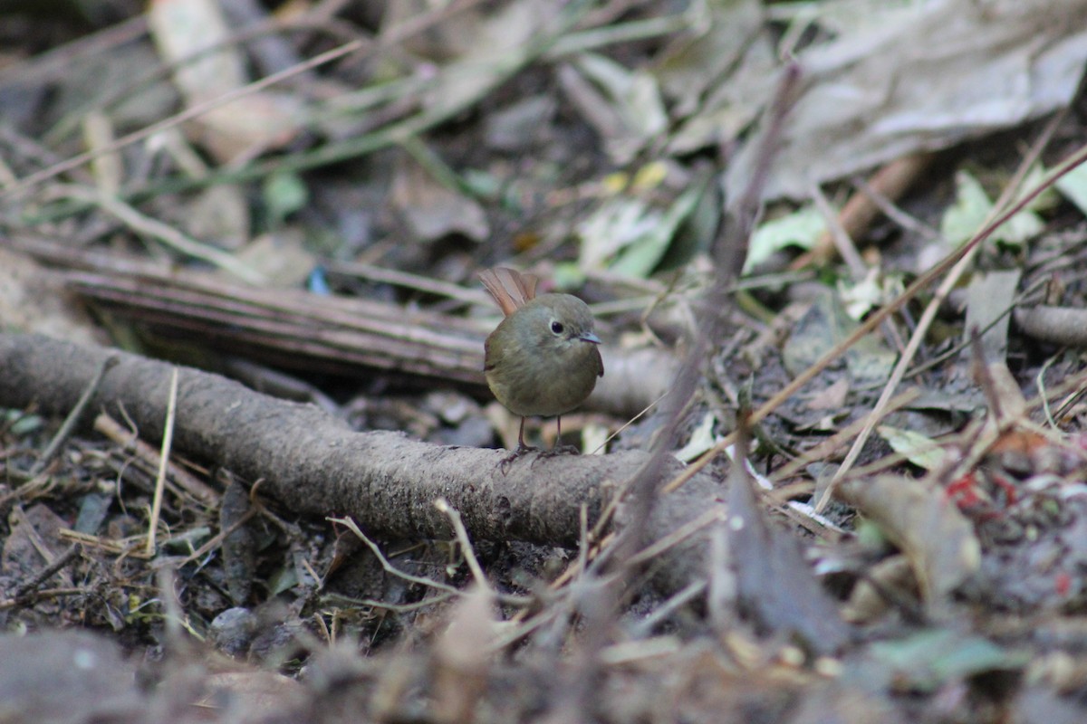 Slaty-blue Flycatcher - ML630482604