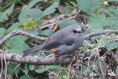 Abyssinian Catbird - ML630482718
