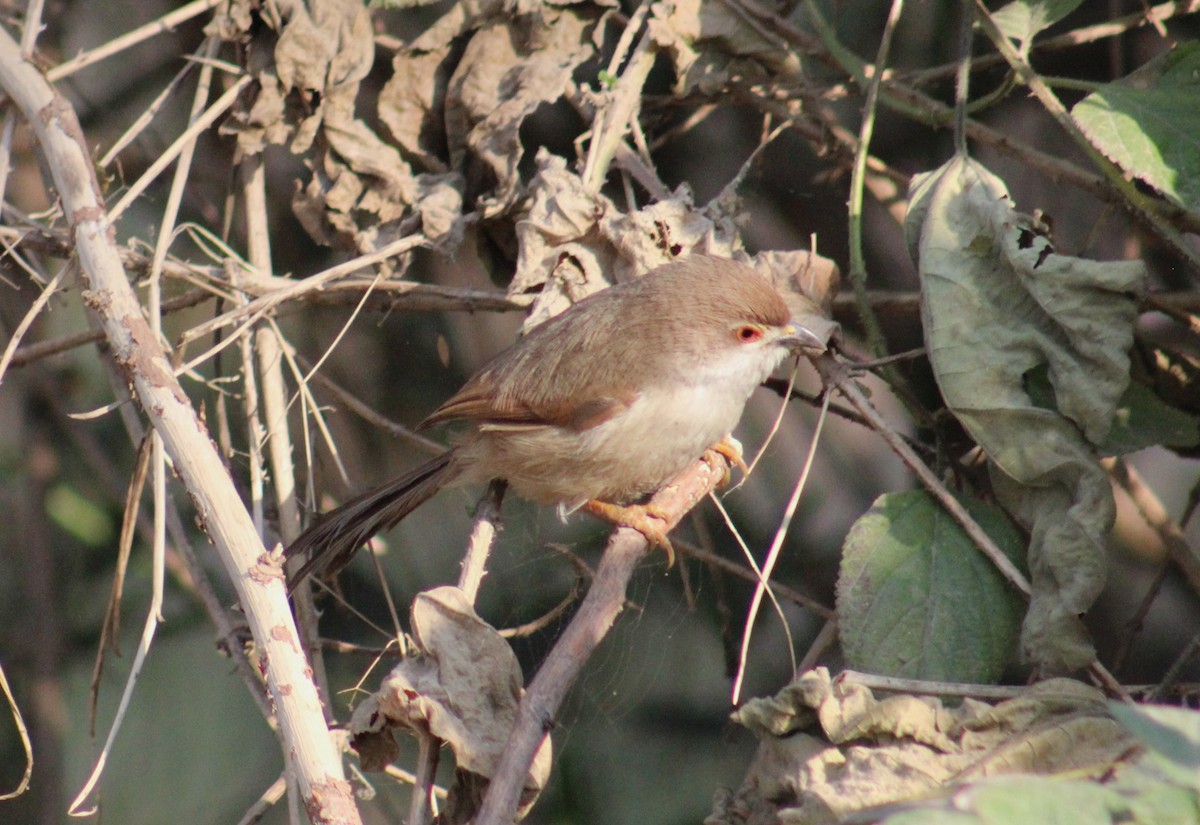 Yellow-eyed Babbler - ML630482771