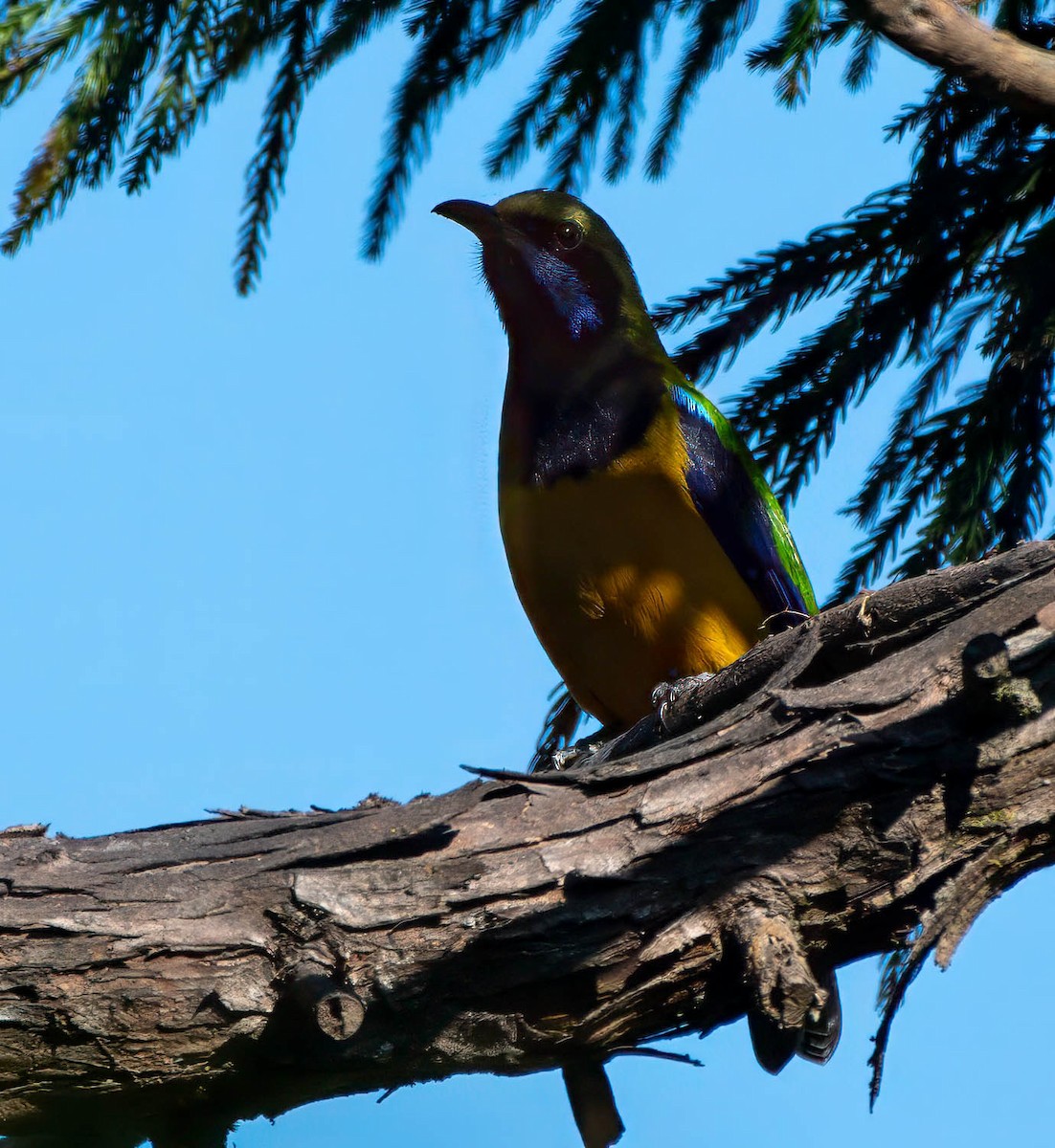 Verdin de Hardwicke - ML630483019