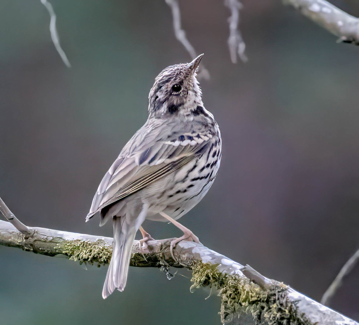Pipit à dos olive - ML630483031