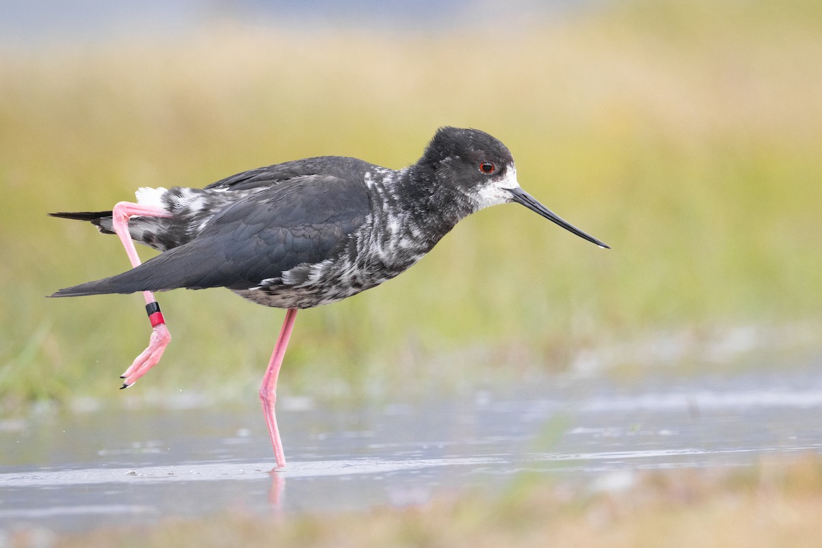 pisila černá - ML630483098