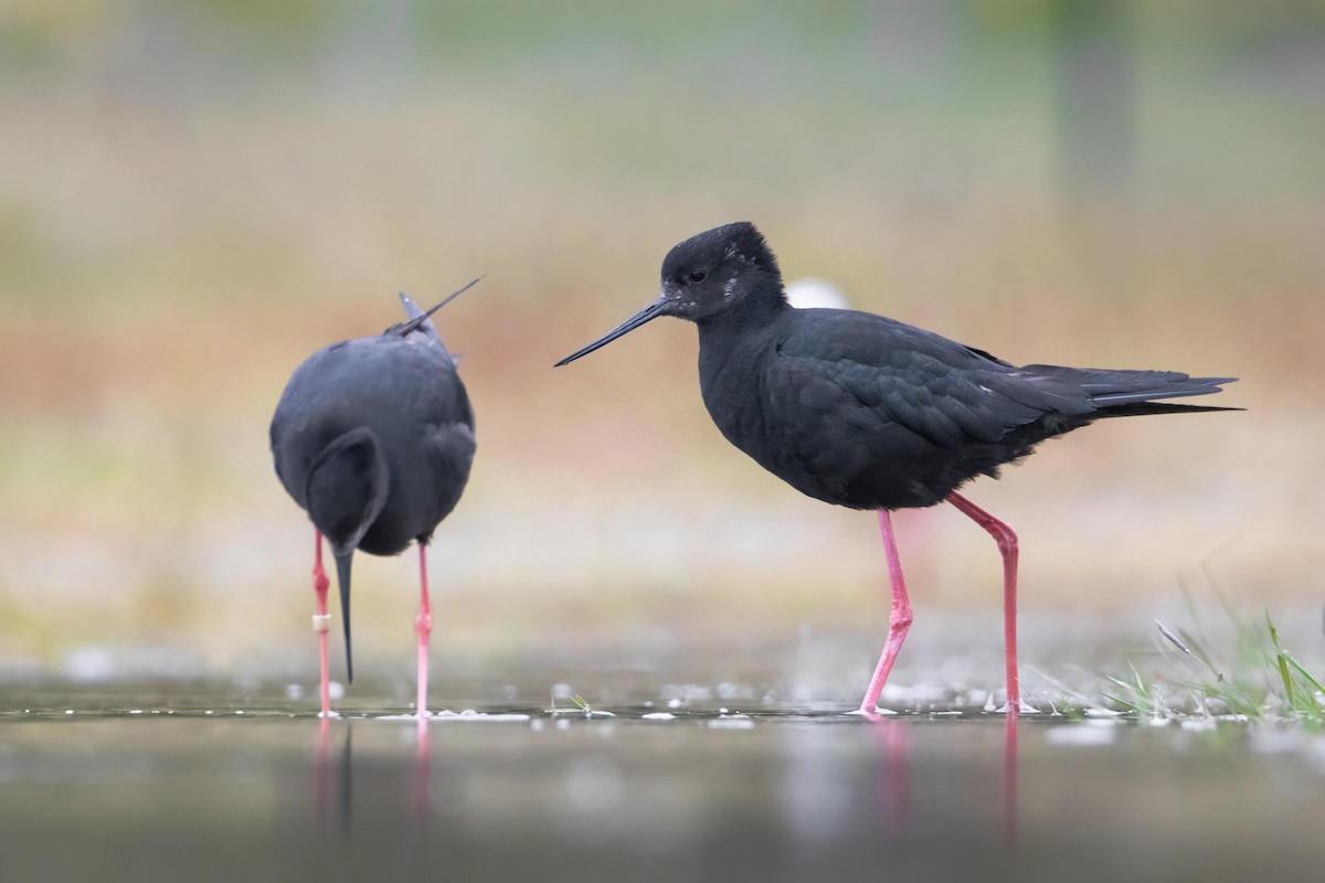 pisila černá - ML630483106