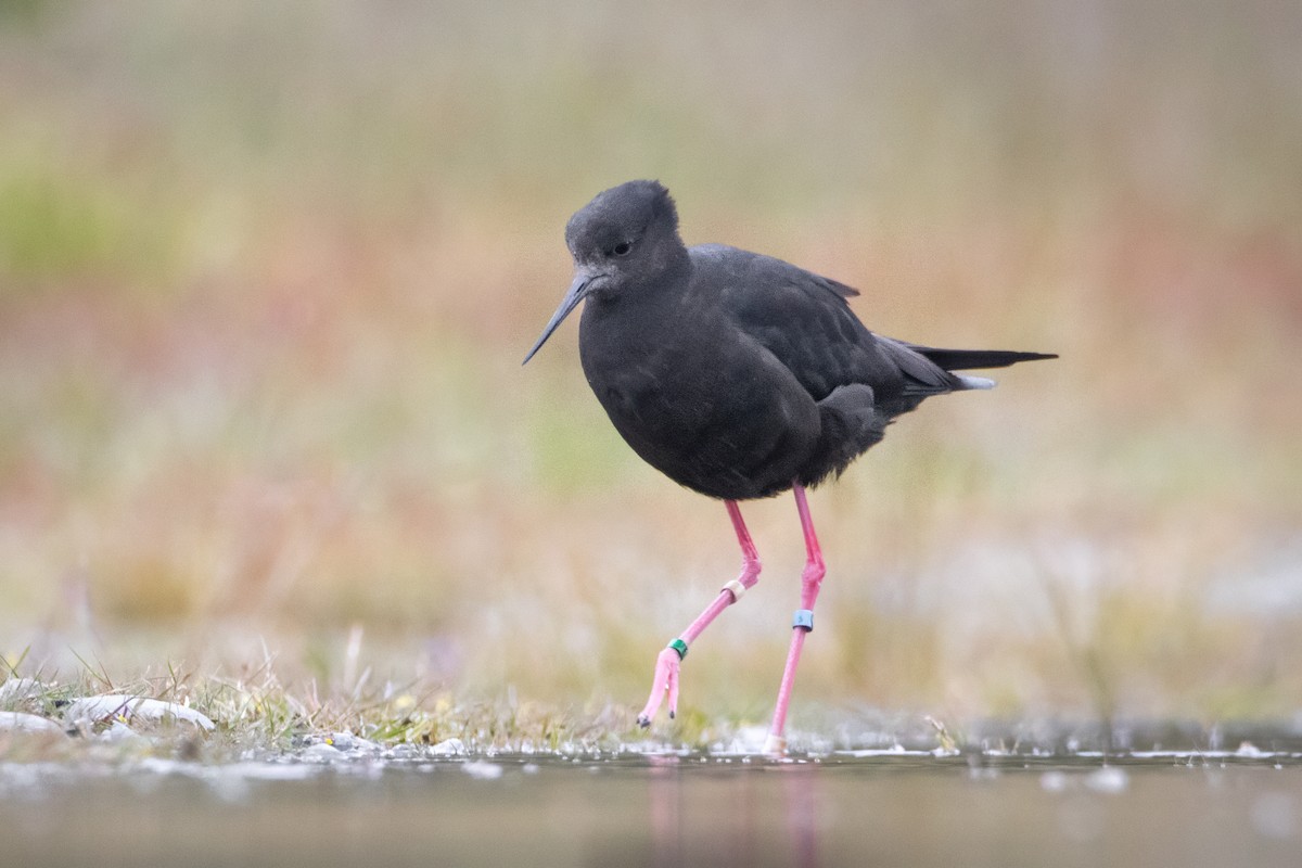 pisila černá - ML630483113