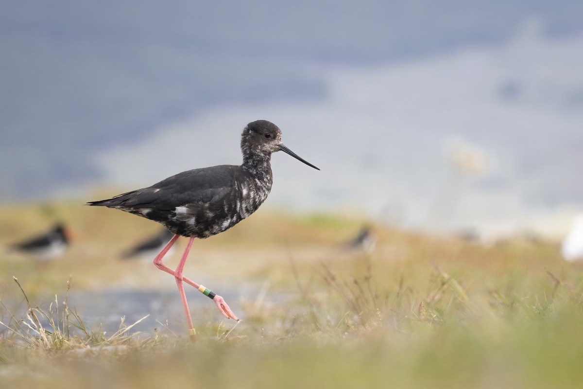 pisila černá - ML630483134