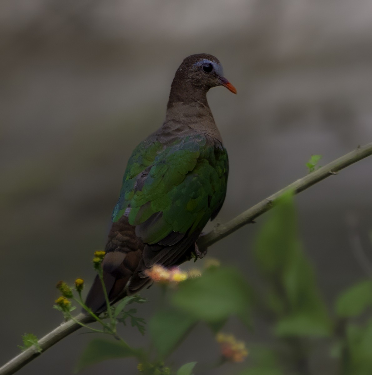 Asian Emerald Dove - ML630483282
