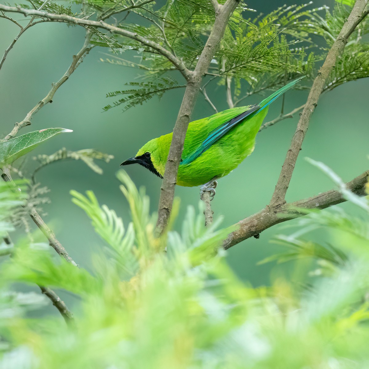 Javan Leafbird - ML630483364