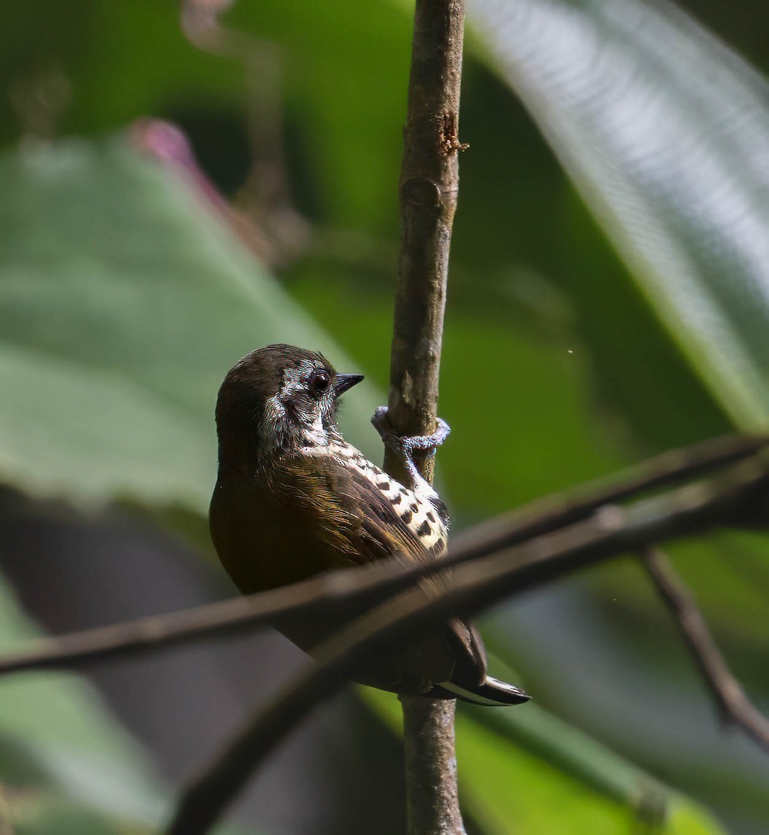Speckled Piculet - ML630483366