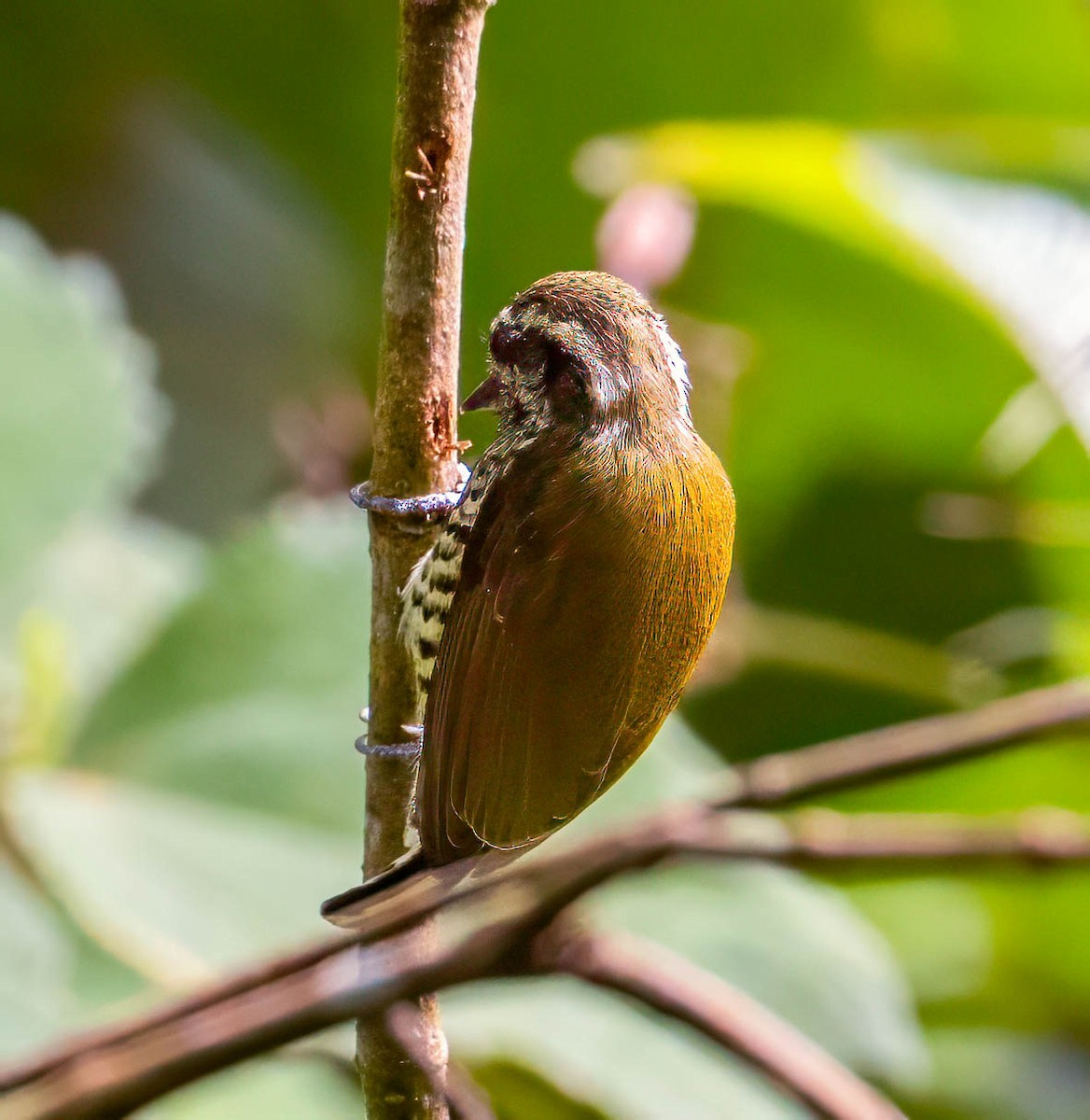 Speckled Piculet - ML630483368