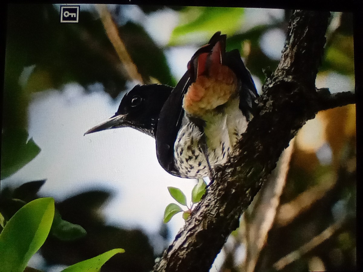 Silver Oriole - ML630483369