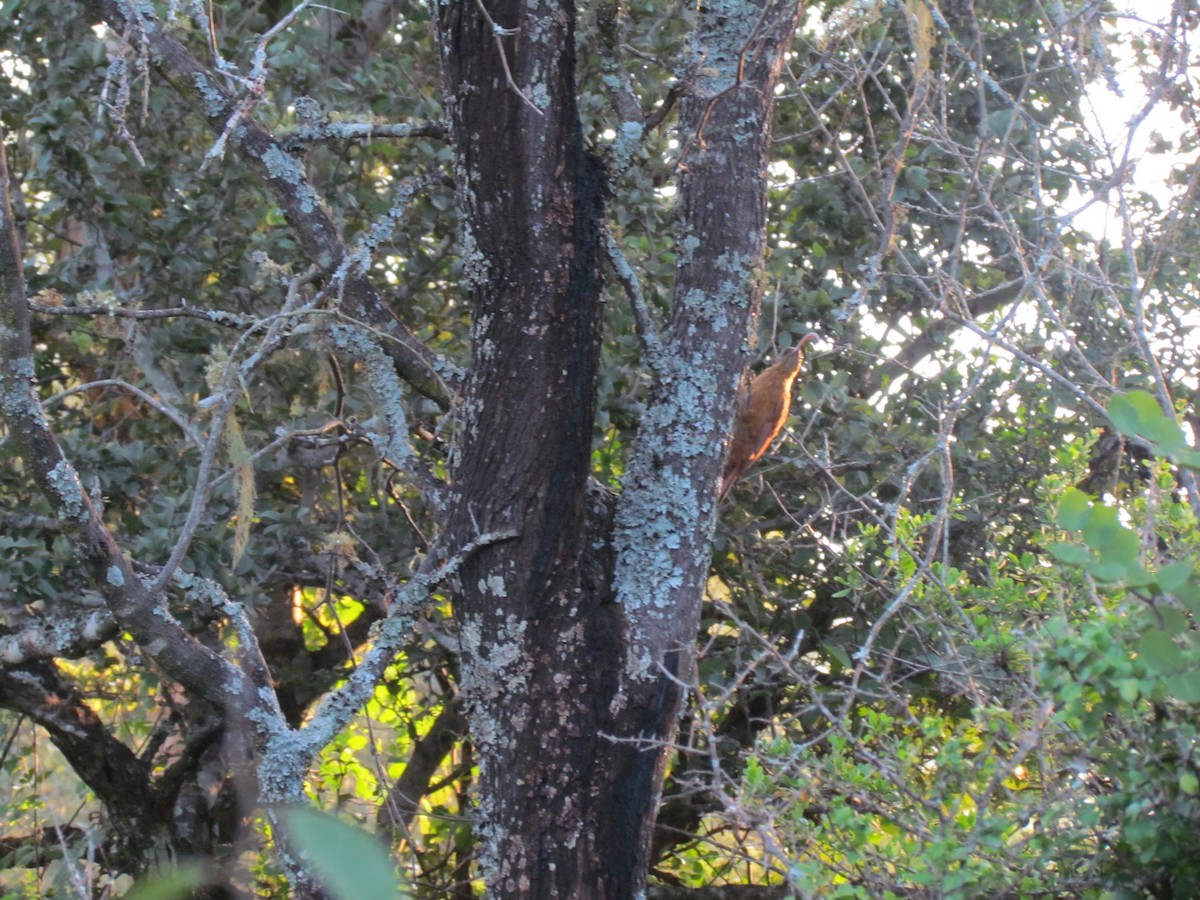Red-billed Scythebill - ML630483995