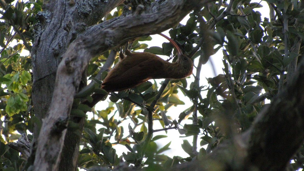 Red-billed Scythebill - ML630483999