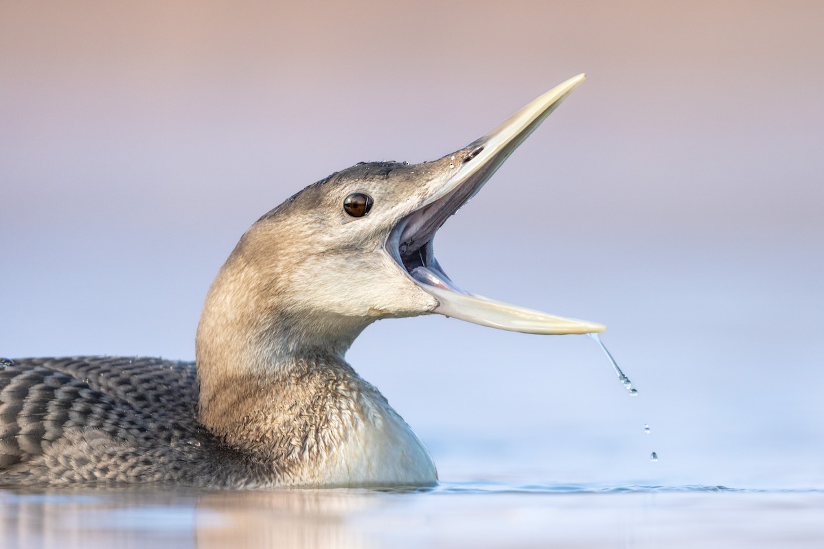 Yellow-billed Loon - ML630484001