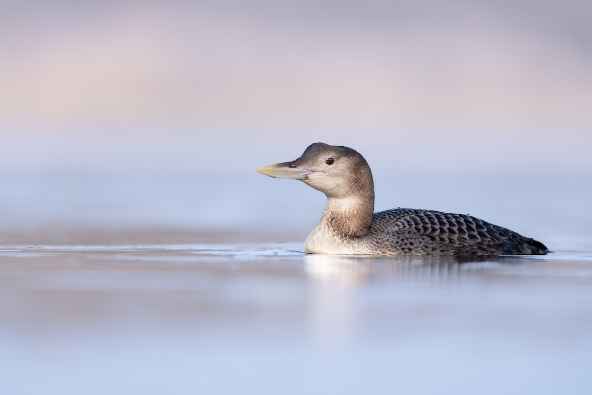 Yellow-billed Loon - ML630484024