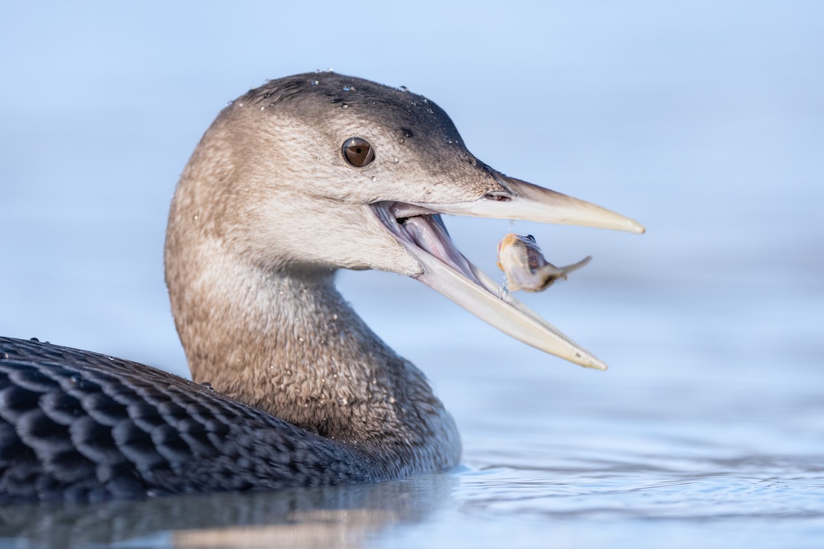 Yellow-billed Loon - ML630484025