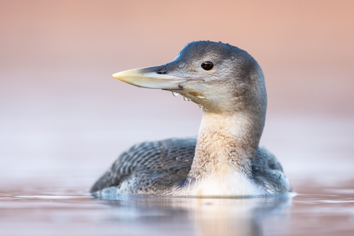 Yellow-billed Loon - ML630484026