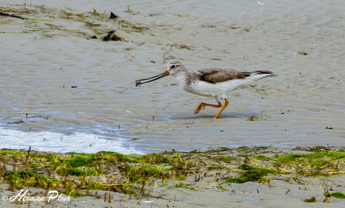 Terek Sandpiper - ML630484028