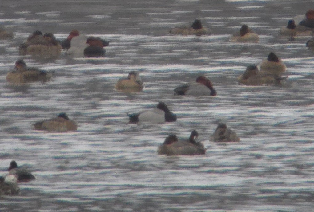 Redhead x scaup sp. (hybrid) - ML630484538