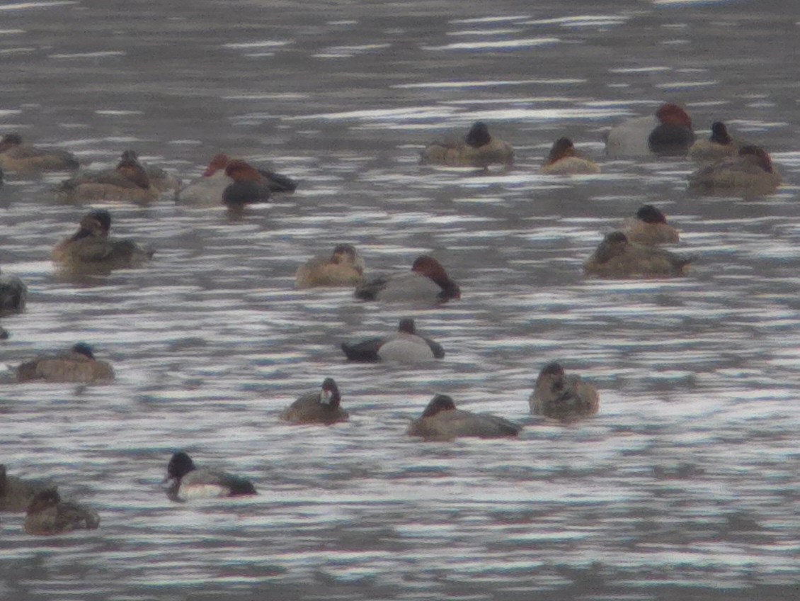 Redhead x scaup sp. (hybrid) - ML630484539