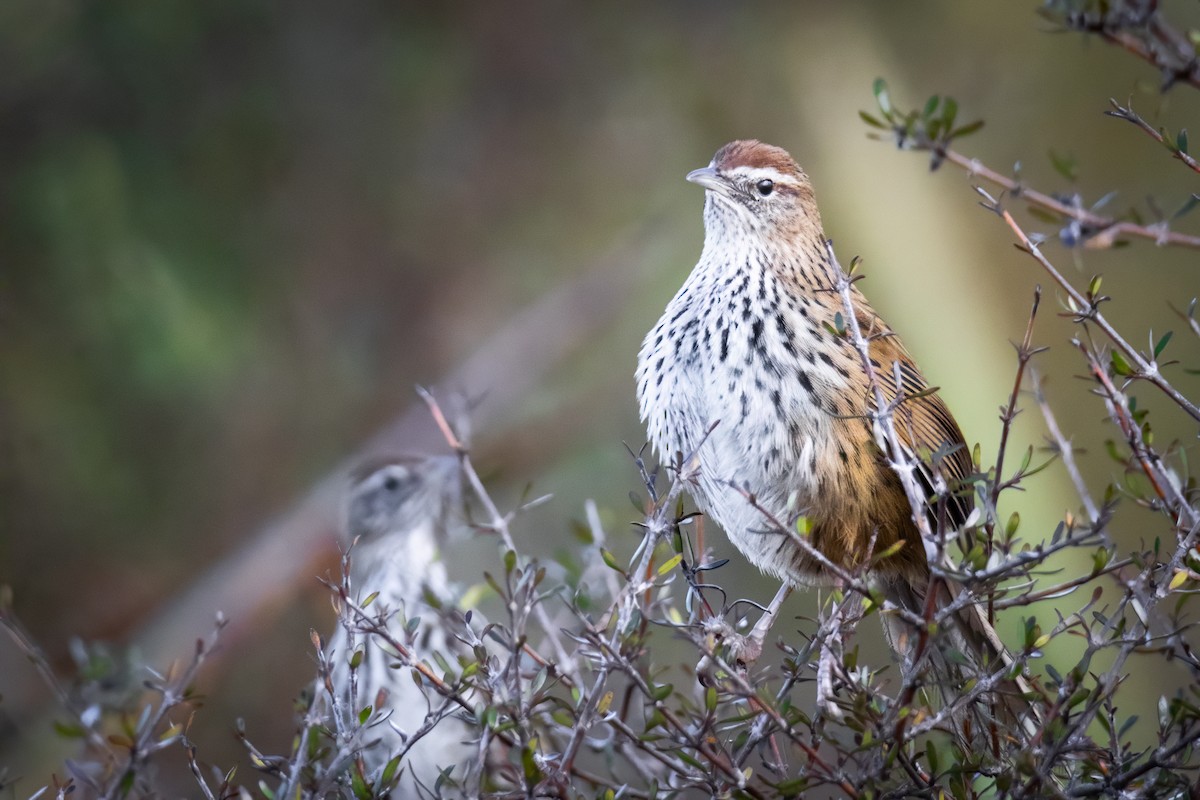 bregnesanger - ML630484585