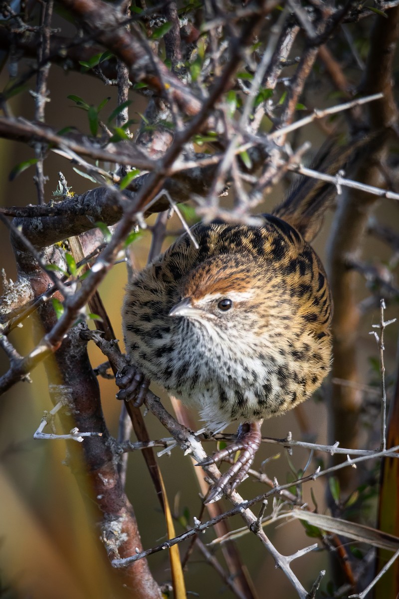 bregnesanger - ML630484586