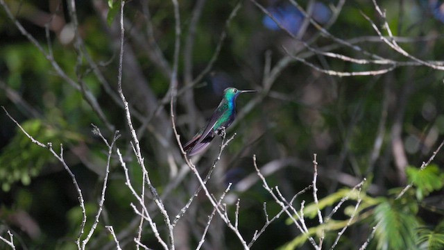 Black-throated Mango - ML630484692