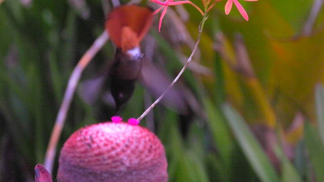 Ruby-topaz Hummingbird - ML630484707