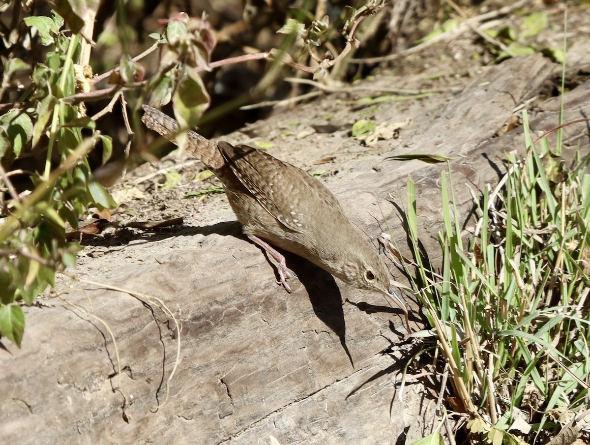 Northern House Wren - ML630484713