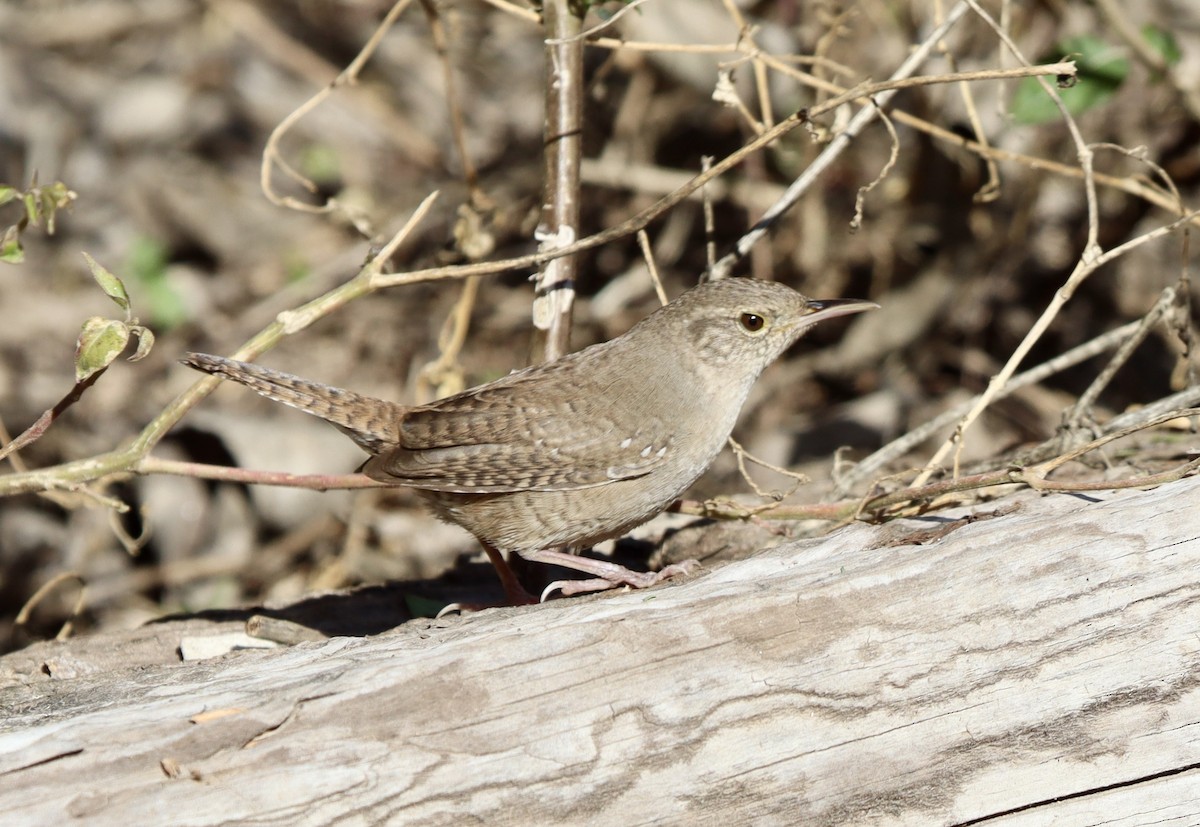 Northern House Wren - ML630484714