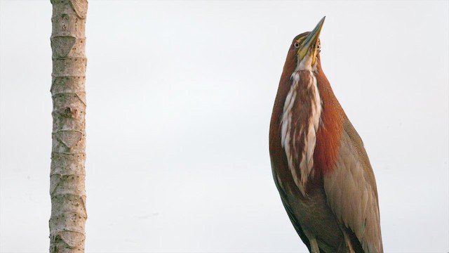 Rufescent Tiger-Heron - ML630484863