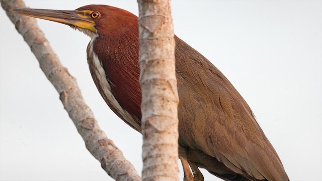 Rufescent Tiger-Heron - ML630484866