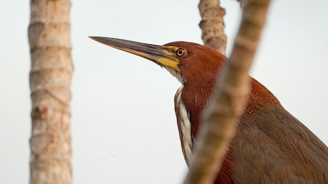 Rufescent Tiger-Heron - ML630484867