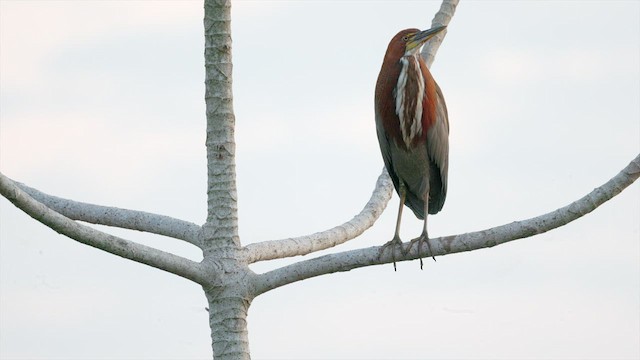 Rufescent Tiger-Heron - ML630484870